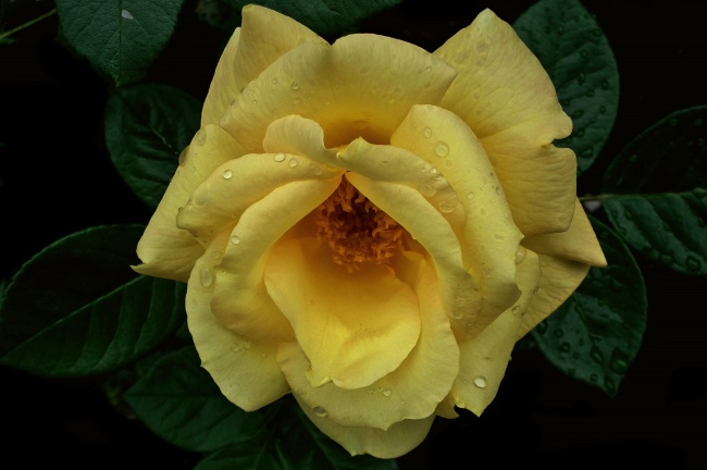 黄白色玫瑰花朵图片 多彩玫瑰花束图片(2)