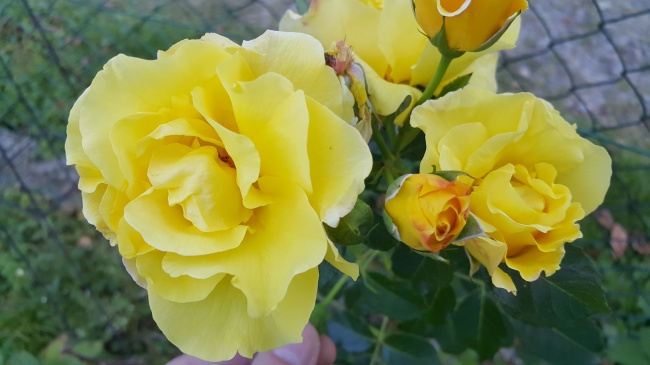 黄白色玫瑰花朵图片 多彩玫瑰花束图片 第1页