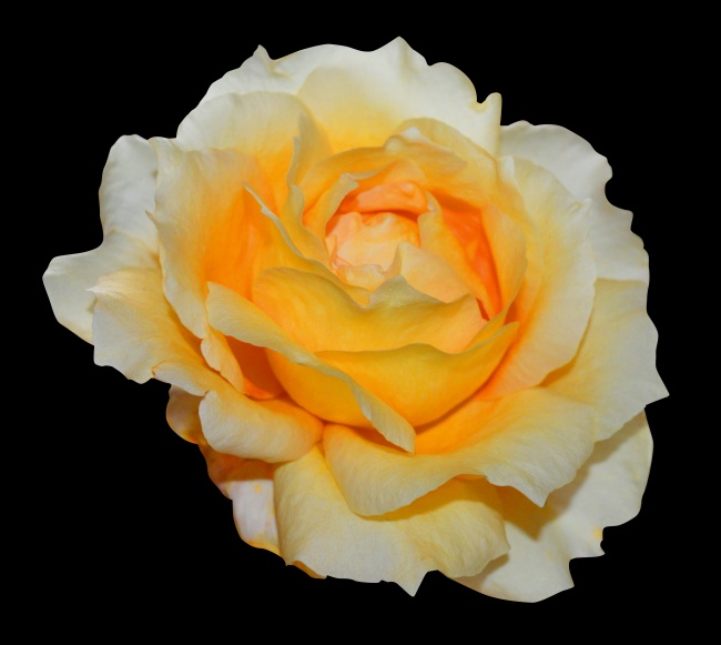 黄白色玫瑰花朵图片 多彩玫瑰花束图片(4)