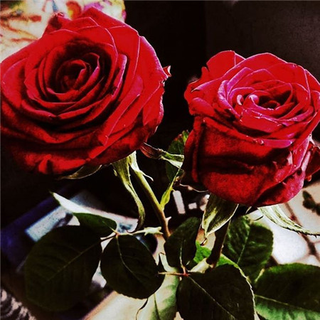 玫瑰花浪漫唯美背景图片 好看的鲜花背景图(2)