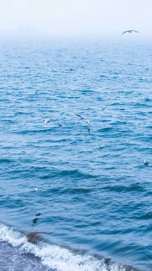 海鸥在大海上飞翔的唯美图片(2)