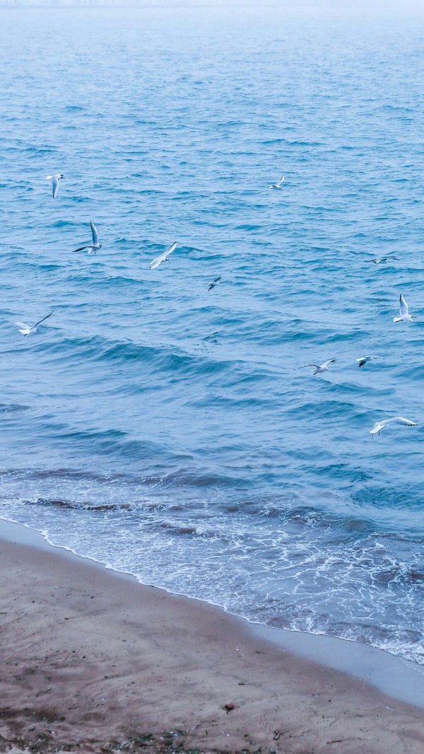 海鸥在大海上飞翔的唯美图片(3)