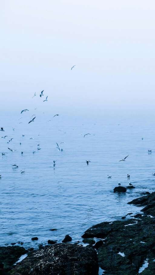 海鸥在大海上飞翔的唯美图片(6)