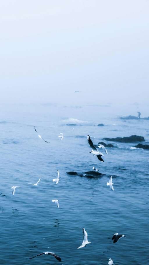 海鸥在大海上飞翔的唯美图片(4)