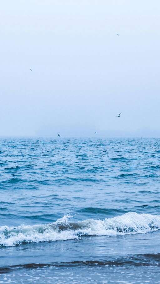 海鸥在大海上飞翔的唯美图片(8)