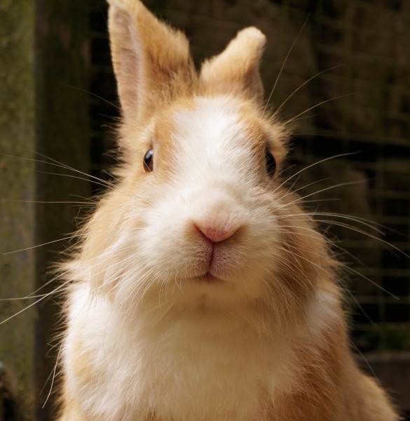 软萌可爱的兔子图片 萌宠图片(4)