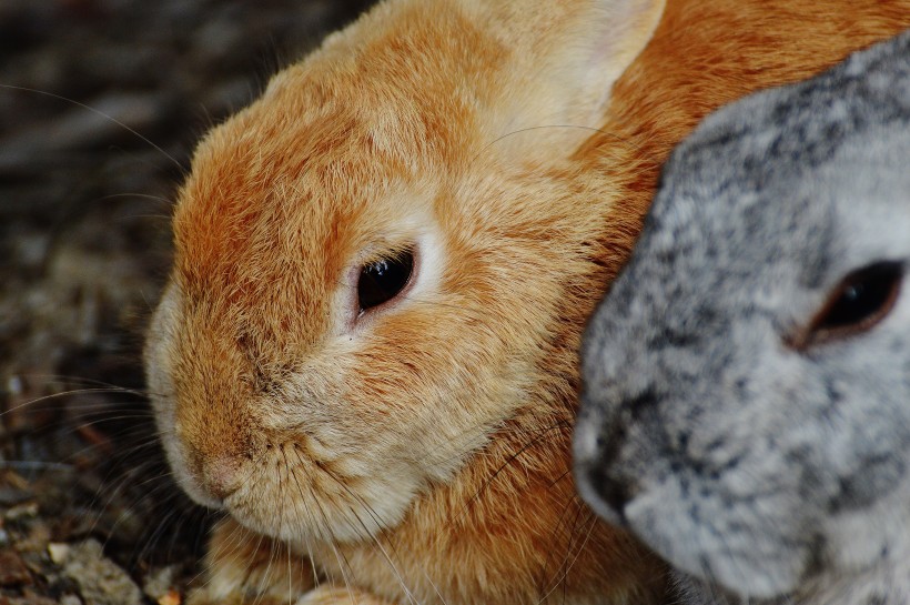 软萌可爱的兔子图片 萌宠图片(6)