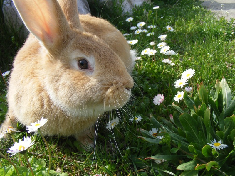 软萌可爱的兔子图片 萌宠图片(9)
