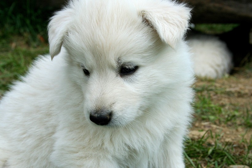 白色的小狗图片 萌宠图片(2)