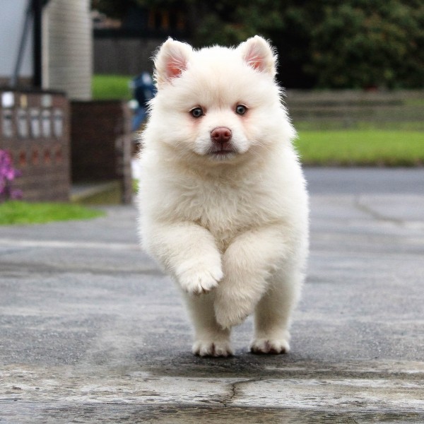 白色的小狗图片 萌宠图片(7)