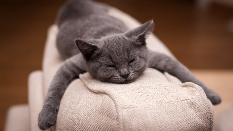 可爱猫咪的奇异睡姿 宠物图片