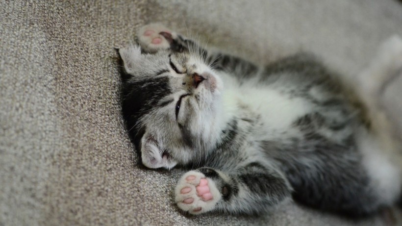 可爱猫咪的奇异睡姿 宠物图片(5)