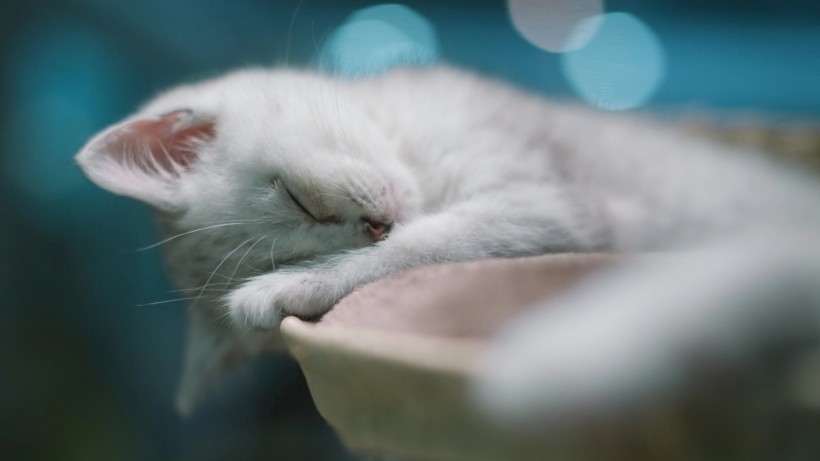 可爱猫咪的奇异睡姿 宠物图片(4)
