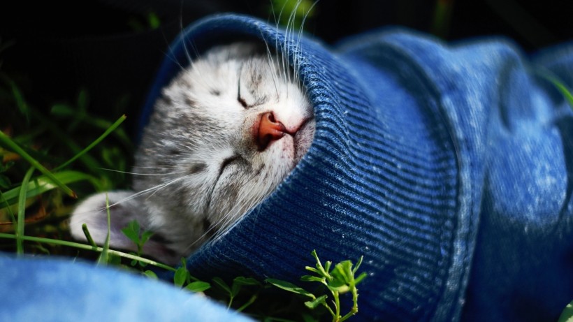可爱猫咪的奇异睡姿 宠物图片(7)