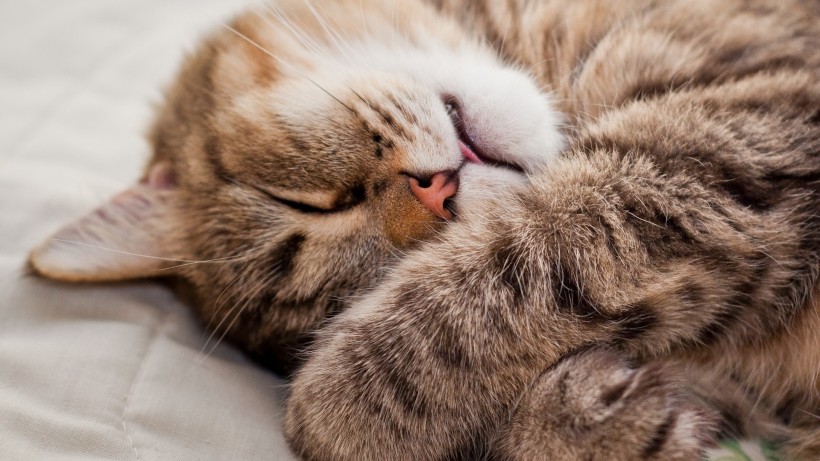 可爱猫咪的奇异睡姿 宠物图片(8)