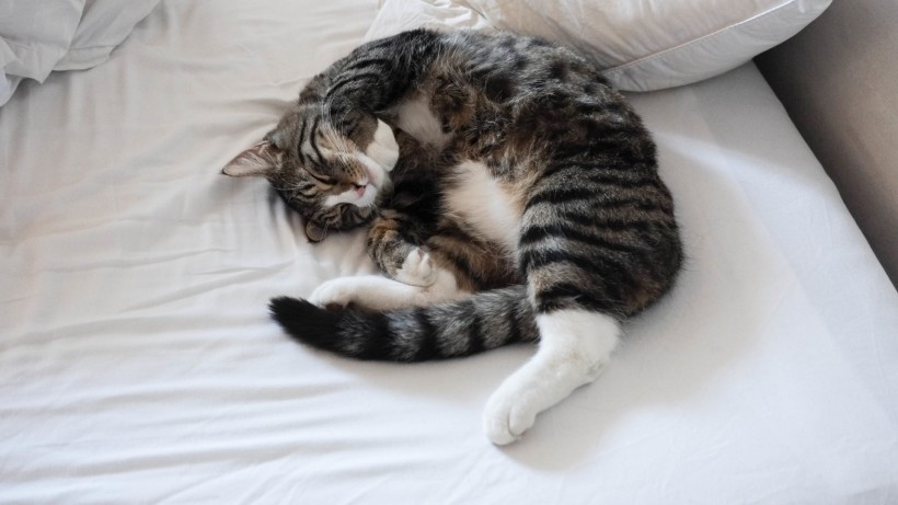 可爱猫咪的奇异睡姿 宠物图片(6)