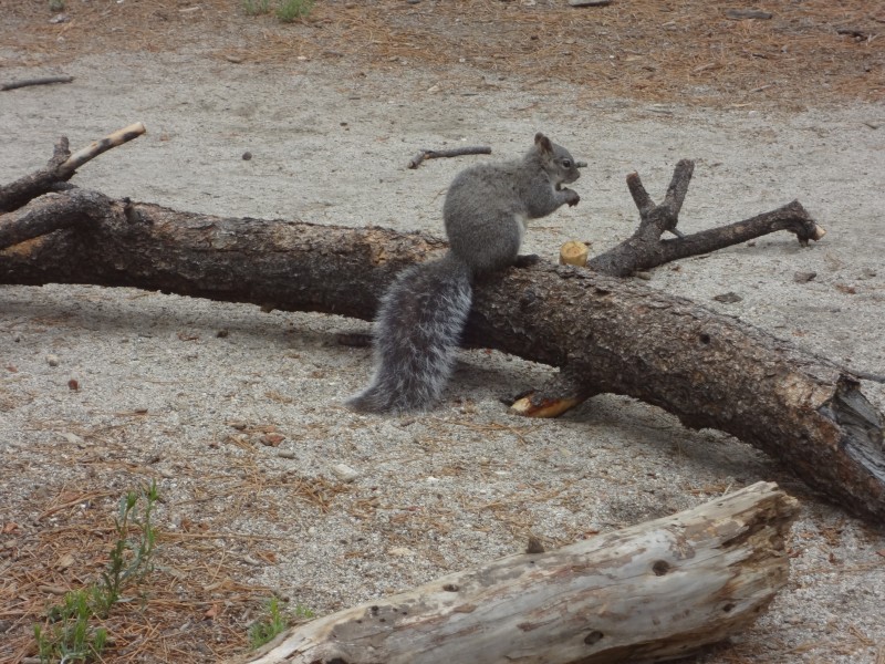 活泼可爱的灰色小松鼠图片 动物图片(3)