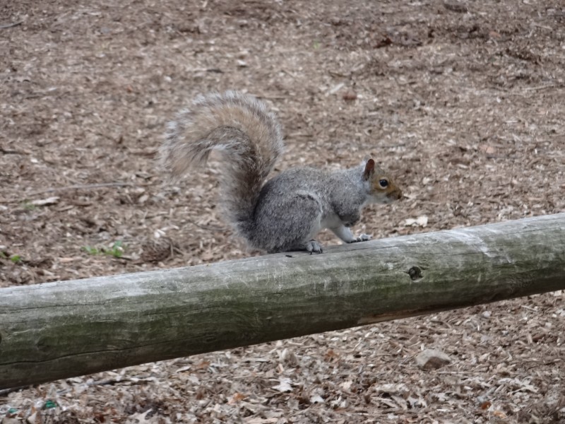 活泼可爱的灰色小松鼠图片 动物图片(11)