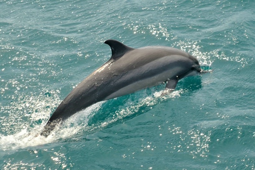 水中的海豚图片 动物图片(5)