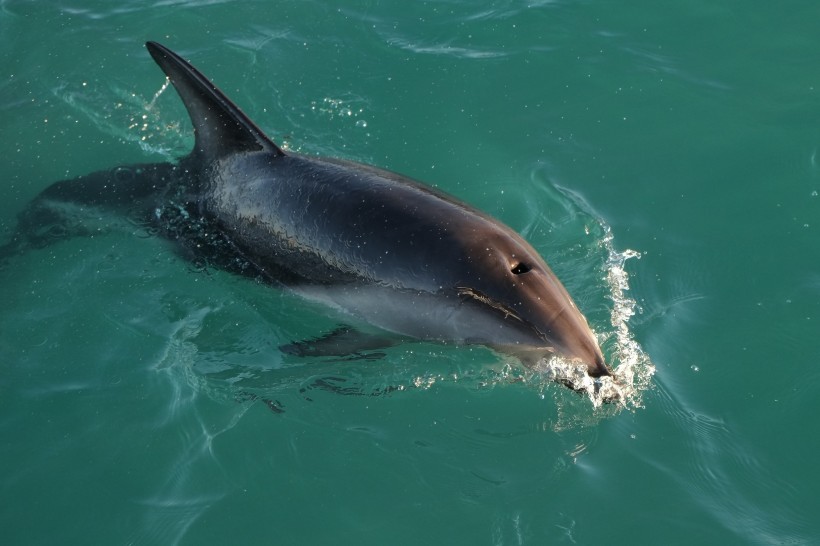 水中的海豚图片 动物图片(2)