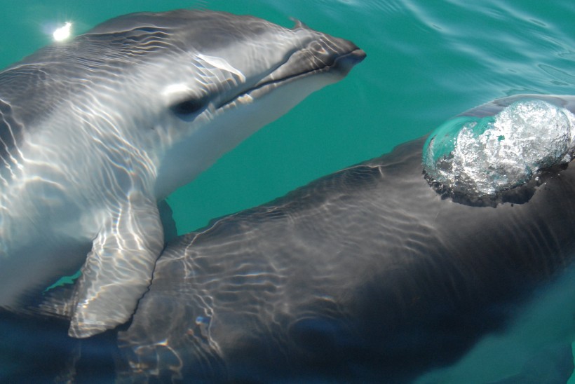 水中的海豚图片 动物图片(3)