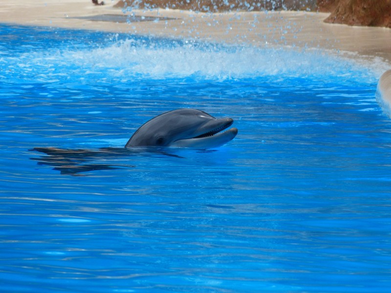 水中的海豚图片 动物图片(6)