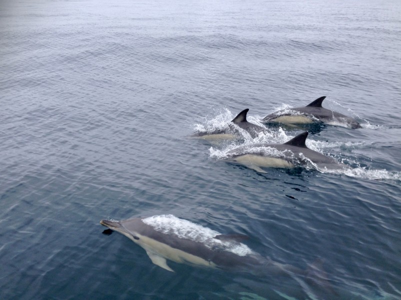 水中的海豚图片 动物图片(7)