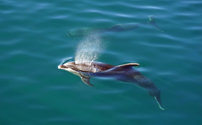 水中的海豚图片 动物图片(4)