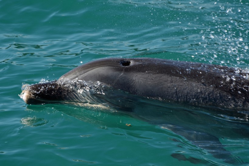 水中的海豚图片 动物图片(8)