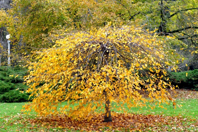 秋天树木落叶摄影图片
