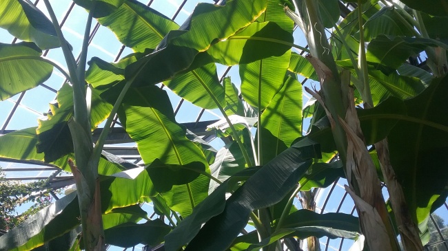 海南芭蕉树摄影图片