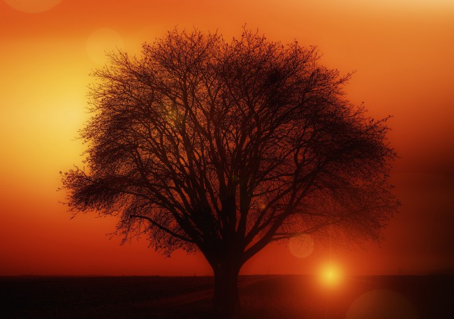 日落黄昏树木图片