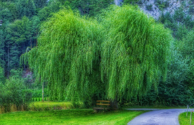 绿色柳树摄影图片