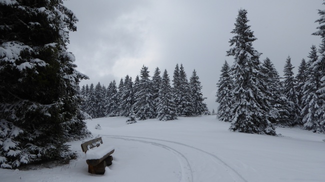 冬季森林白雪景观图片