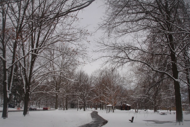 冬天树木积雪景观图片