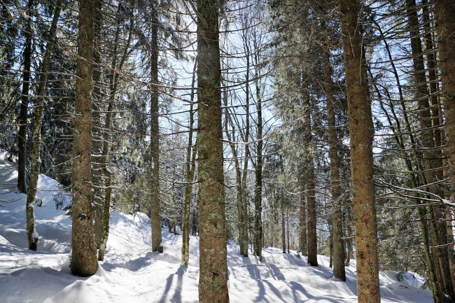 森林树木积雪图片