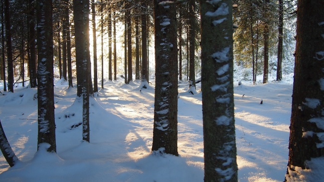 冬天森林雪地图片