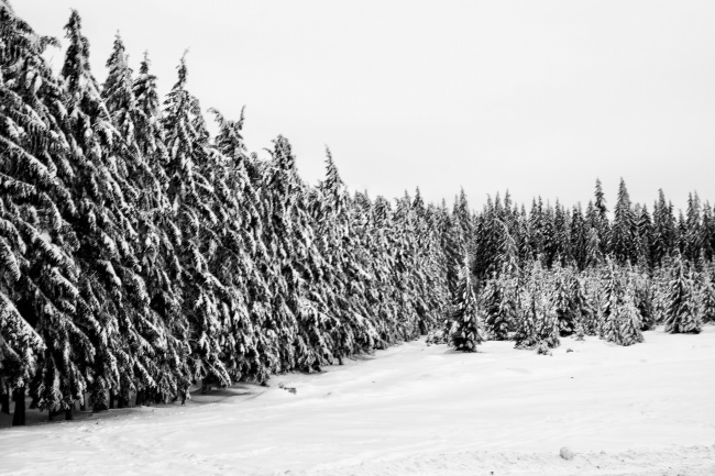 冬天雪景黑白摄影图