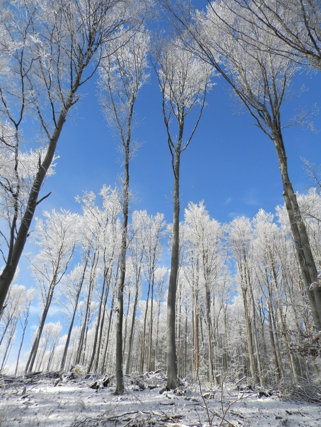 冬天树林雪景图片下载