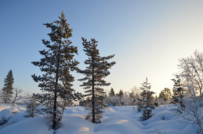 白雪树木风景图片