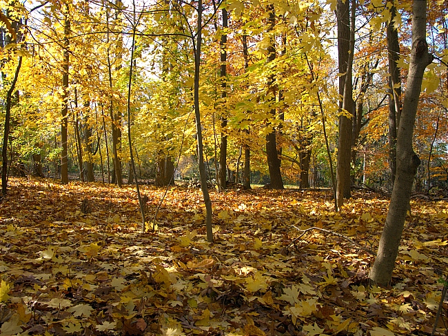 秋季树林枫叶图片下载