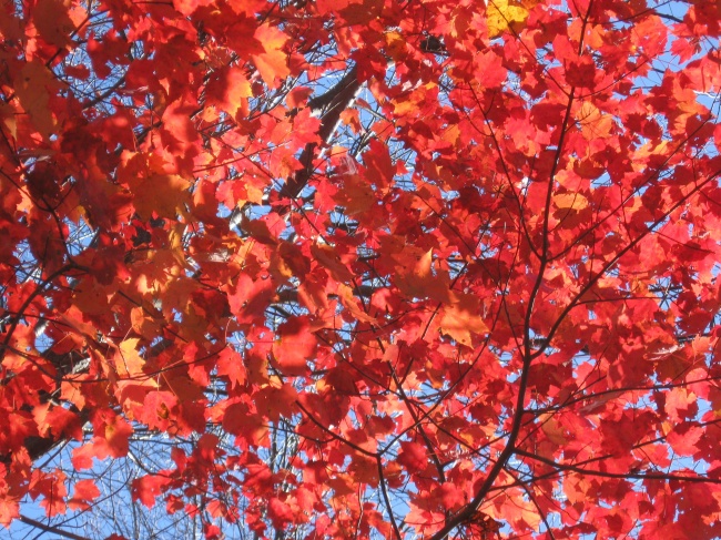 秋天红色枫叶摄影图片