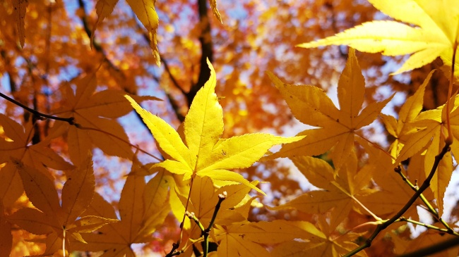 秋季黄色枫叶摄影图片