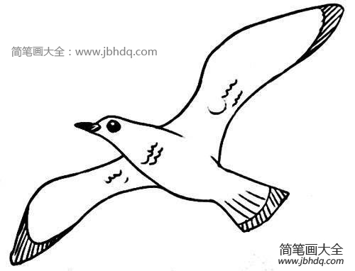 海鸥简笔画图片