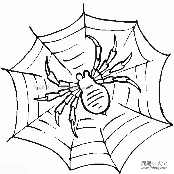 结网的蜘蛛简笔画(2)