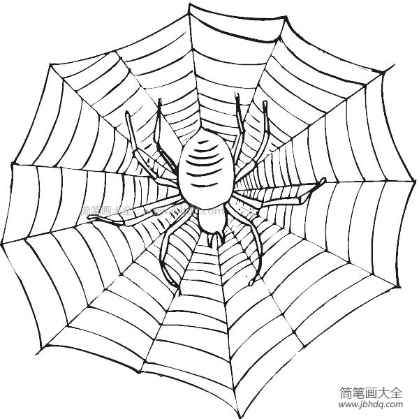 结网的蜘蛛简笔画(3)