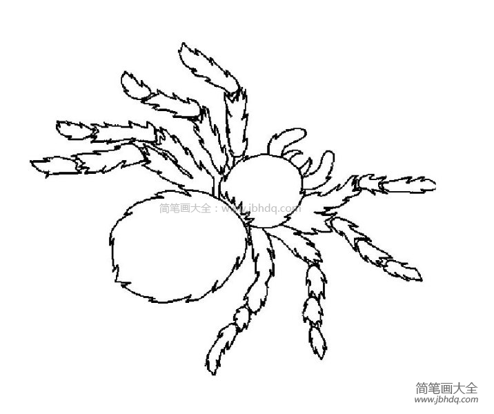 可怕的蜘蛛简笔画(2)