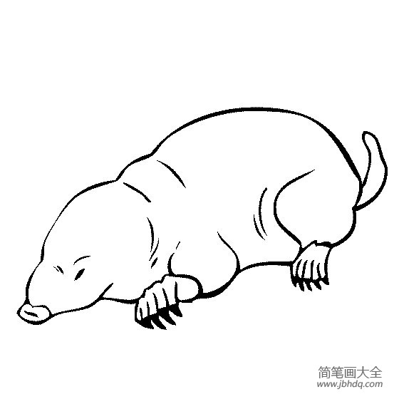 野生动物简笔画 鼹鼠简笔画图片