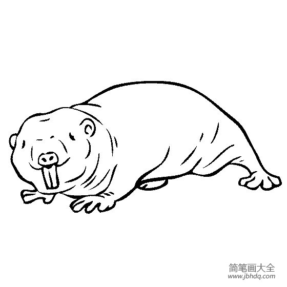 野生动物简笔画 鼹鼠简笔画图片(2)