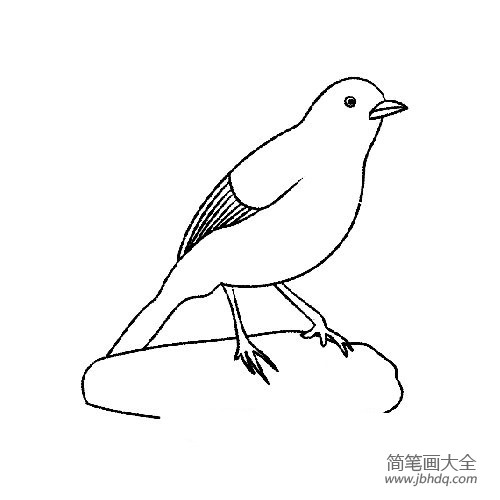可爱的画眉鸟简笔画(3)